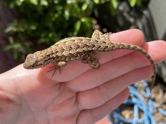 Sceloporus occidentalis