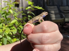 Sceloporus occidentalis