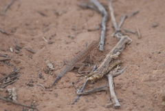 Uta stansburiana uniformis