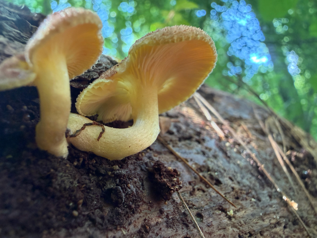 Tricholomopsis flammula · August 2026 · photo: Photo: (c) Jeff, some rights reserved (CC BY) · iNaturalist