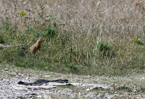 European Ground Squirrel