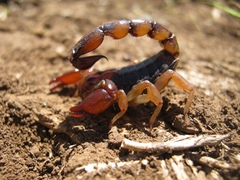 Bothriurus bonariensis