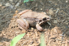 Leptodactylus poecilochilus
