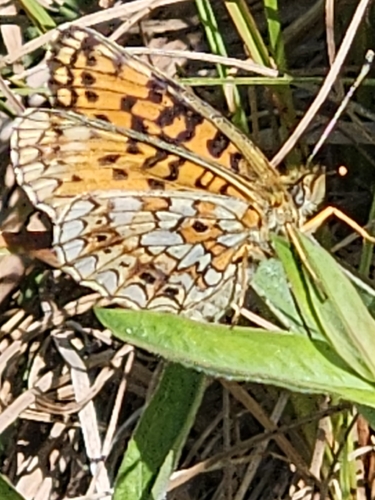 Eurasian Silver-bordered Fritillary
