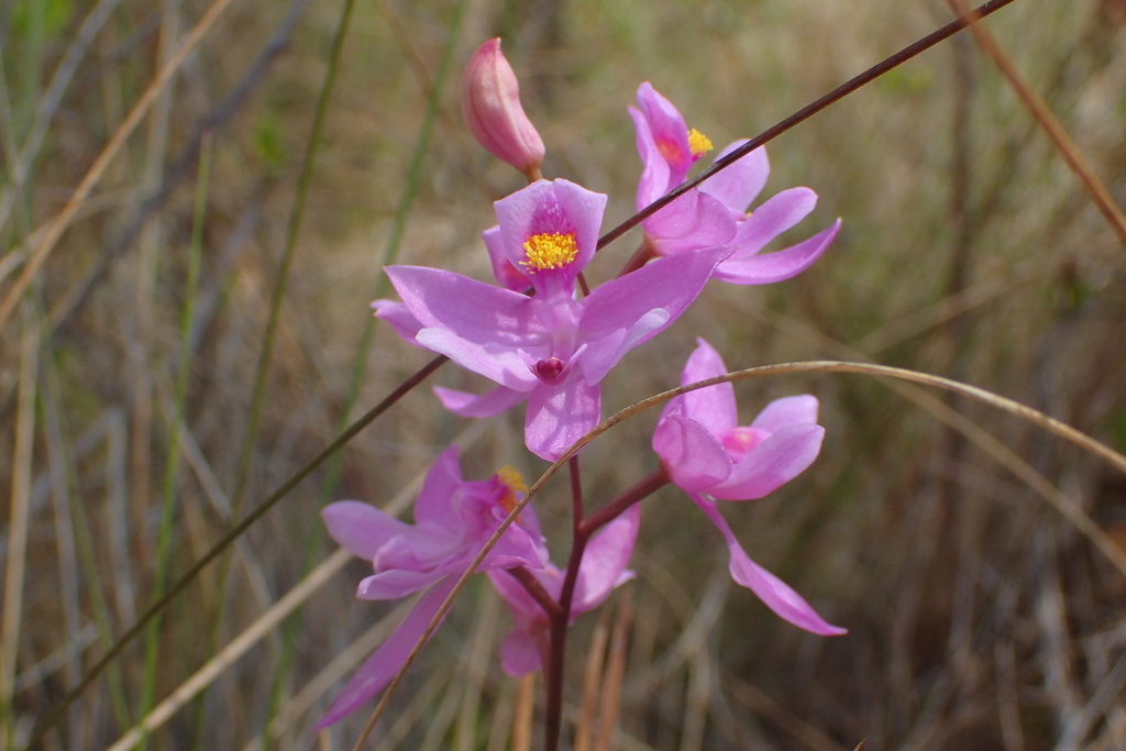 Calopogon barbatus