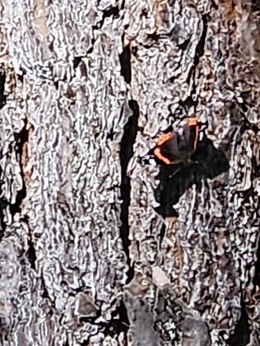 Red Admiral