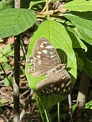 Speckled Wood