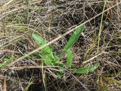 Carphephorus tomentosus