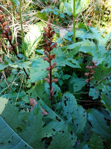 Thistle Broomrape