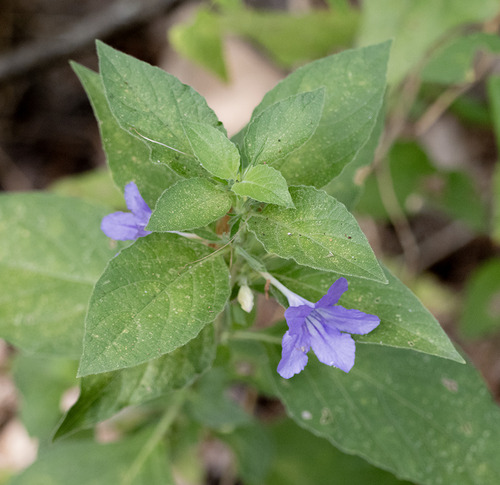 Ruellia drummondiana, photograph 2