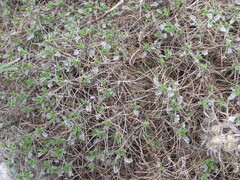 Astragalus angustifolius, photograph (c) zebedeugalinha, some rights reserved (CC BY)