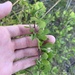 Crataegus michauxii - Photo (c) Noah Frade,  זכויות יוצרים חלקיות (CC BY-NC-ND), הועלה על ידי Noah Frade