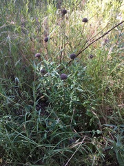 Monardella hypoleuca hypoleuca