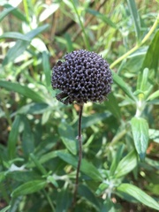 Monardella hypoleuca hypoleuca