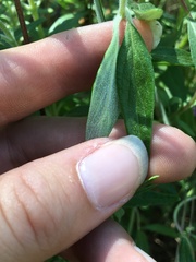 Monardella hypoleuca hypoleuca