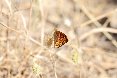 iNaturalist observation photo of Mylitta Crescent