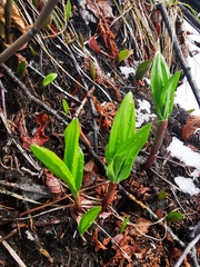 Allium ochotense