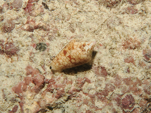 Conasprella lucida observed 2026-08-08