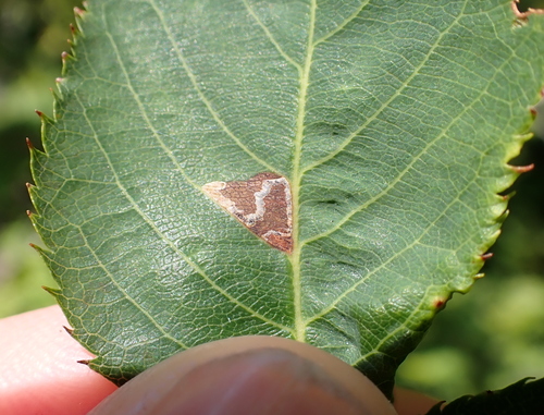 Apple Skeletonizer Moth photo 4