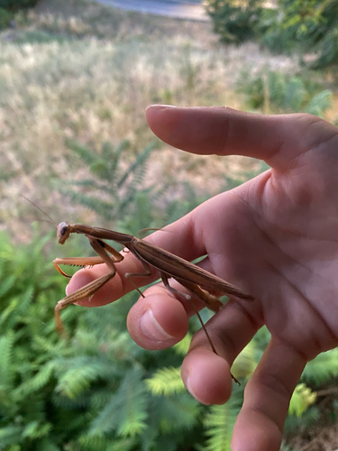 European Mantis