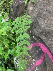 Cystopteris tennesseensis, photograph (c) toad-wife, some rights reserved (CC BY)