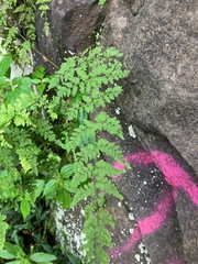Cystopteris tennesseensis, photograph (c) toad-wife, some rights reserved (CC BY)