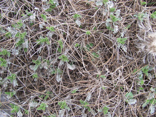 Astragalus angustifolius, photograph 3
