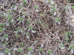 Astragalus angustifolius, photograph (c) zebedeugalinha, some rights reserved (CC BY)
