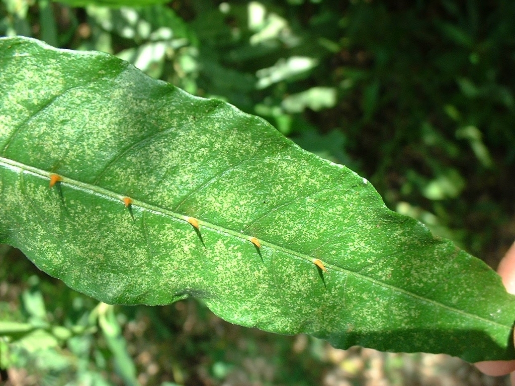 Solanum bahamense; photograph (c) bnickle, some rights reserved (CC BY)
