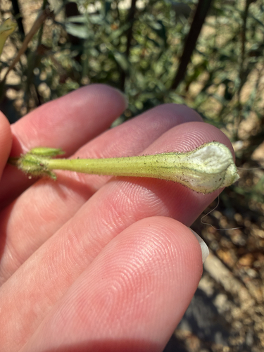 Nicotiana acuminata