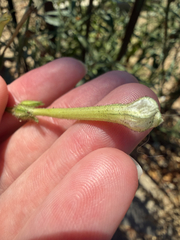 Nicotiana acuminata