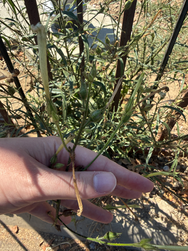 Nicotiana acuminata, photograph 2