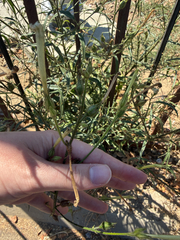Nicotiana acuminata, photograph (c) Deb Kemp, some rights reserved (CC BY)