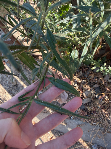 Nicotiana acuminata, photograph 4