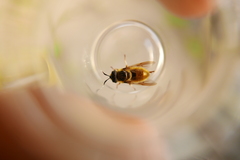 Callicera aenea
