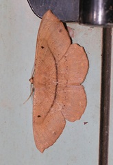 Chorodna ochreimacula