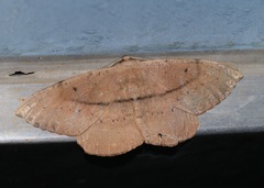 Chorodna ochreimacula