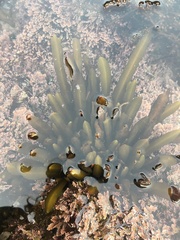 Stephanocystis