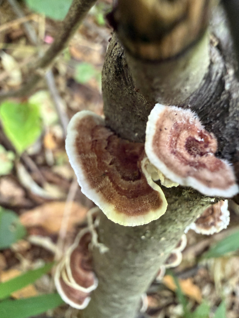 turkey-tail · August 2026 · photo: Photo: (c) Jeff, some rights reserved (CC BY) · iNaturalist