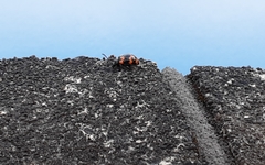 Gallerucida bifasciata