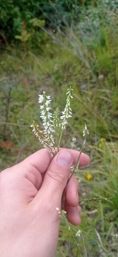 White Sweetclover