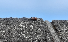 Gallerucida bifasciata