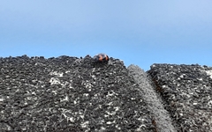 Gallerucida bifasciata