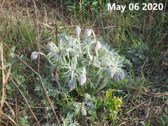 Pulsatilla cernua