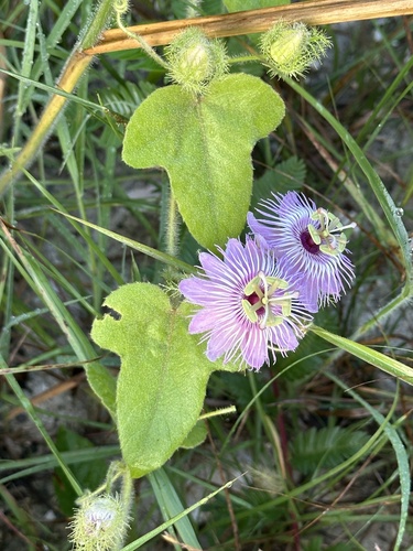 scarletfruit passionflower
