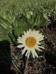Wyethia helianthoides