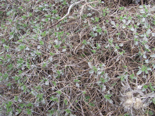 Astragalus angustifolius, photograph 2