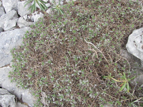 Astragalus angustifolius, photograph 6