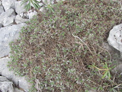Astragalus angustifolius, photograph (c) zebedeugalinha, some rights reserved (CC BY)