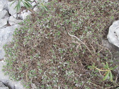 Astragalus angustifolius, photograph (c) zebedeugalinha, some rights reserved (CC BY)